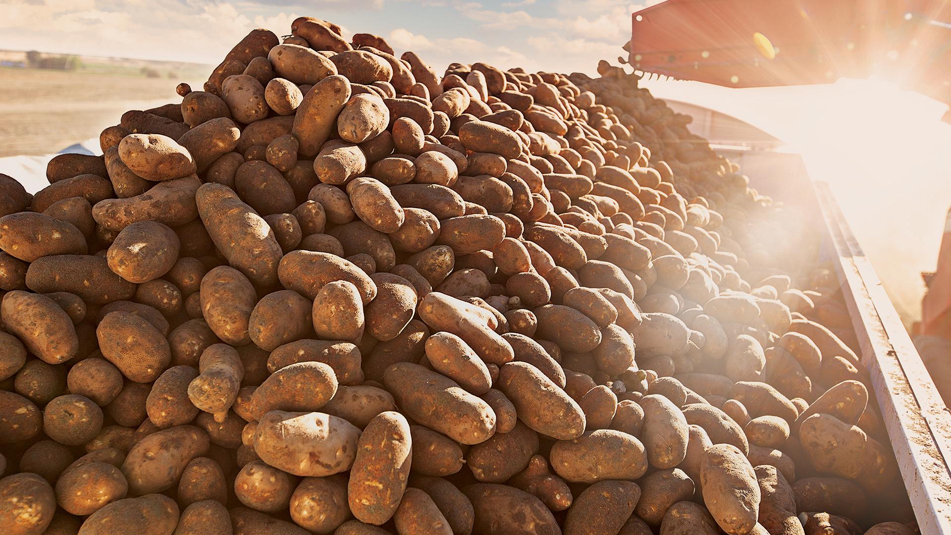 potato farm edit - PROBLEM POTATOES AT HARVEST | PART 1