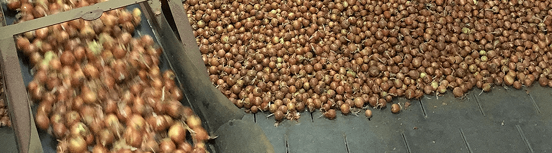 Successful Onion Storage Management in the Columbia Basin pt. 1/4