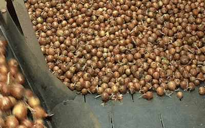 Successful Onion Storage Management in the Columbia Basin pt. 1/4