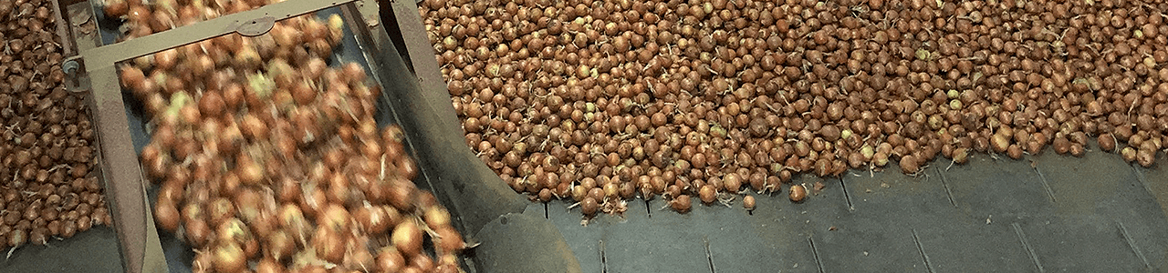 BlogPost4process - Successful Onion Storage Management in the Columbia Basin pt. 4/4